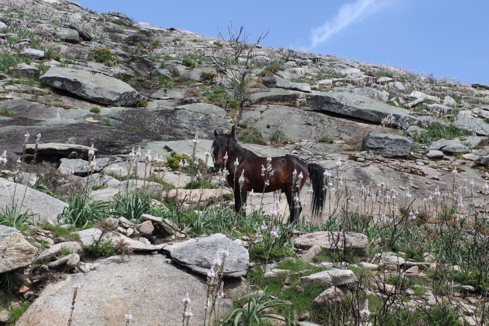 4X4 – Discovering Serra d´Arga (Private Tour)